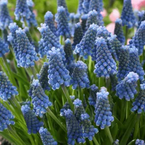 Muscari aucheri 'Blue Magic'